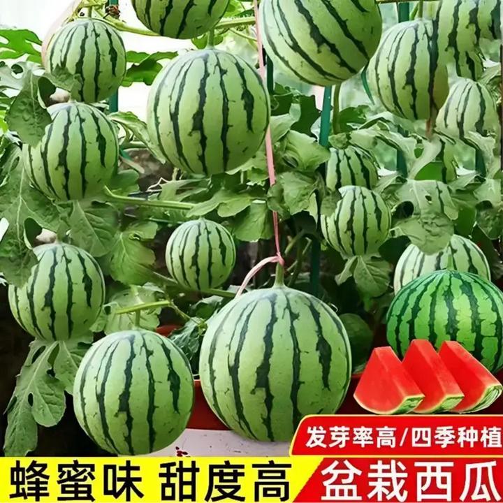 【红玉盆栽小西瓜】种子早熟红玉西瓜种籽高产四季易成熟活发芽高