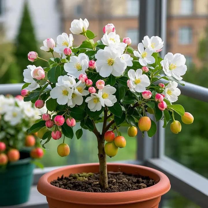 热卖爆款海棠树桩浓香型大花重瓣耐寒耐热结果花卉室内室外种植