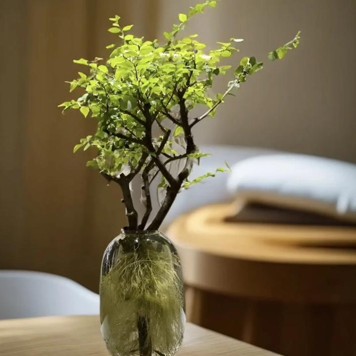 水培毛叶丁香小叶女贞鲜切枝千年绿室内茶台桌面绿植易活四季可养