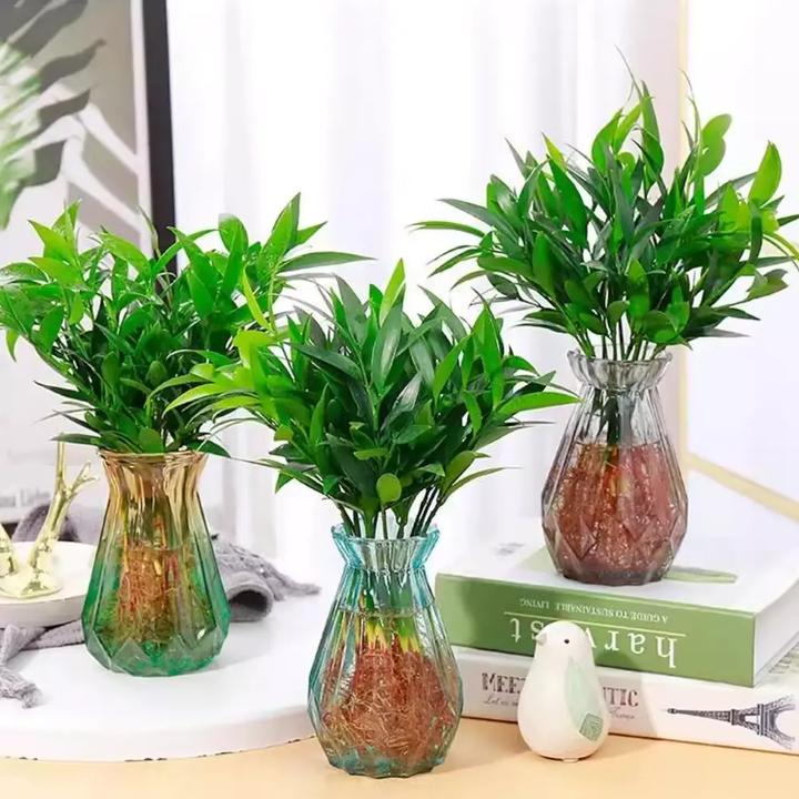 竹柏盆栽水培新宠驱蚊植物室内客厅卧室桌面绿植盆栽花卉四季常青