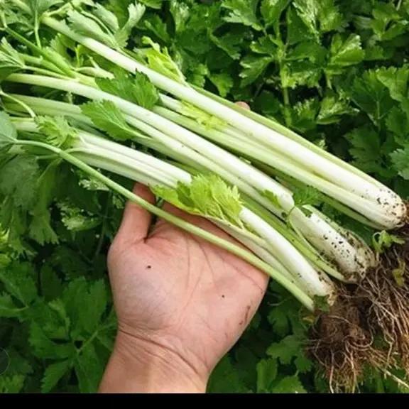 湖北随州本地新鲜白芹菜水芹菜农家露天自种现摘青蔬菜白杆小香芹