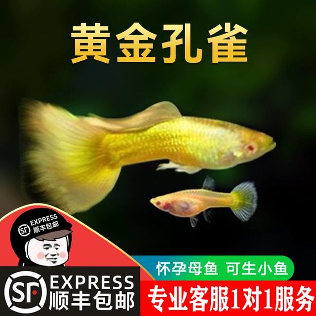 黄金孔雀鱼活鱼纯种小型淡水凤尾斑马鱼可繁殖胎生鱼热带鱼观赏鱼