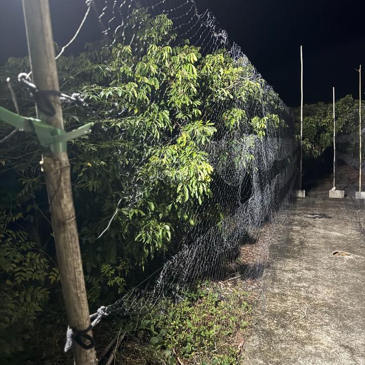 尼龙防鸟网1.5指2.5指4指画果树户外养鸡兔子养殖网鱼塘防护机场