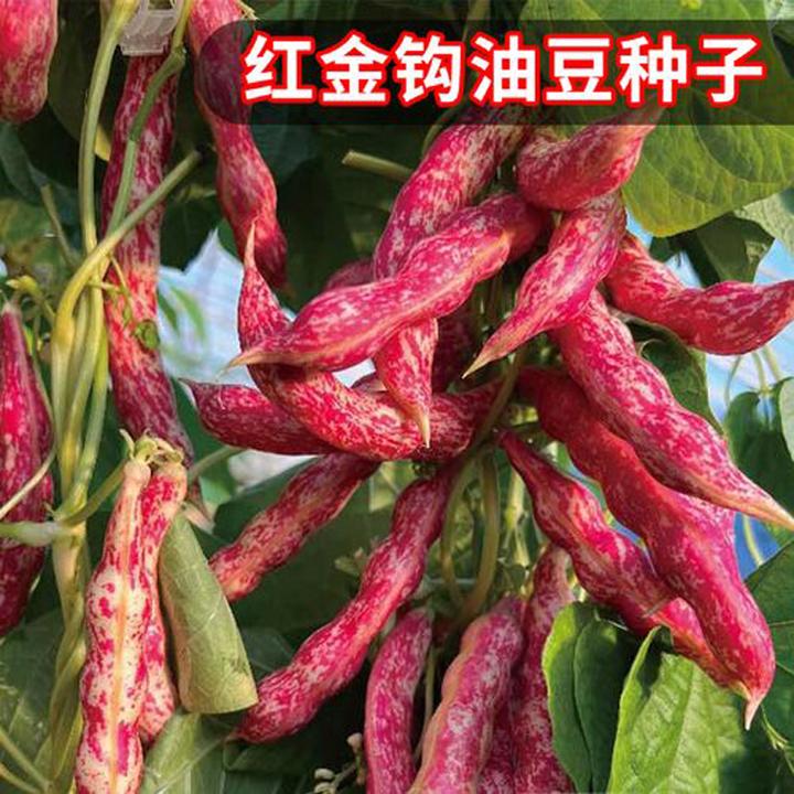 红金钩豆角种子豆角籽东北油豆角种子芸豆架豆菜种子阳台庭院种植