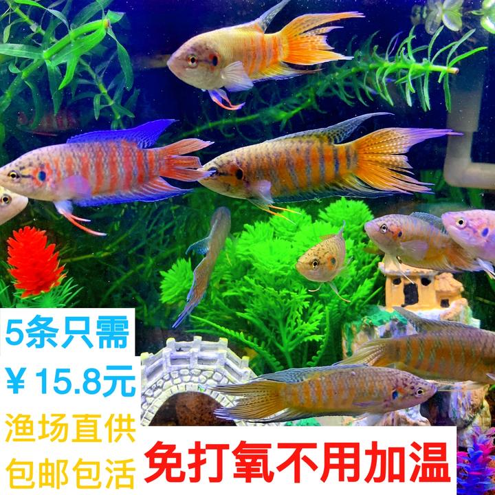 中国耐活普叉尾活体活鱼菩萨鱼苗巨普淡水混养小型中国斗鱼冷水鱼