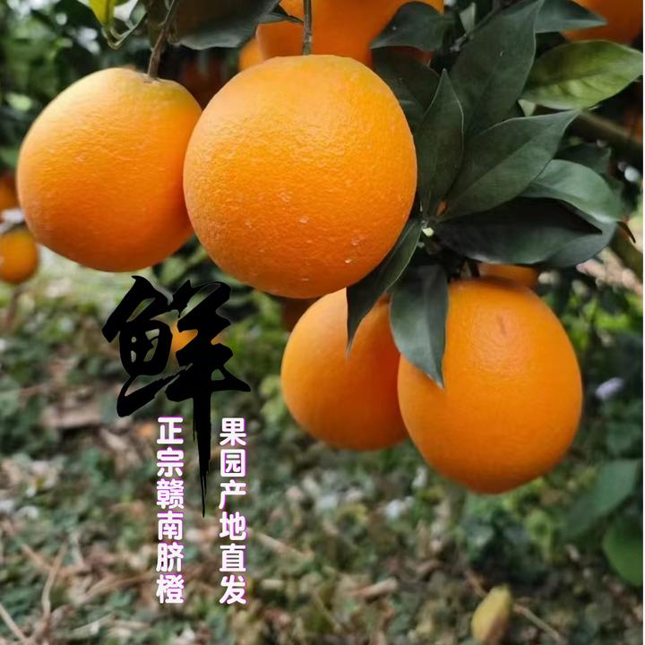 【精品果】正宗赣南脐橙江西特产橙子果园直发当季新鲜水果