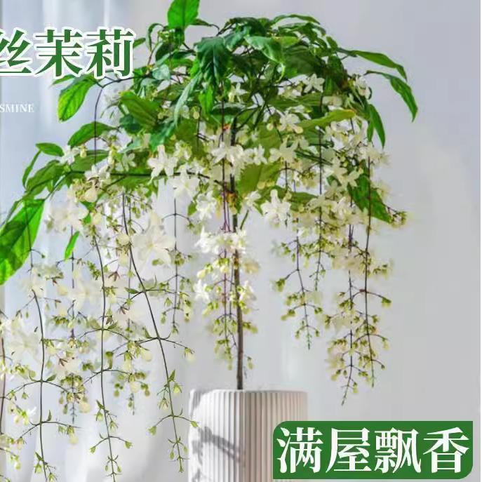 进口垂丝茉莉花卉盆栽带花苞绿植室内垂吊植物四季开花大苗好养活