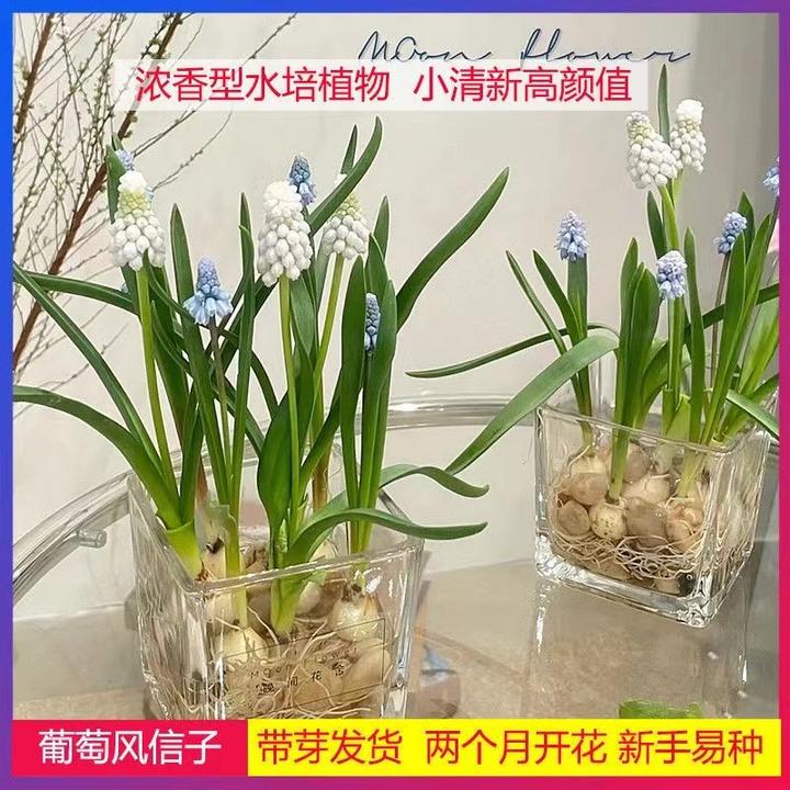 葡萄风信子种球四季开花水培植物多年生种根室内外盆栽水仙百合