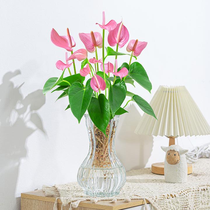 水培粉掌盆栽花卉植物水养易活室内开花美观客厅办公室桌面花草