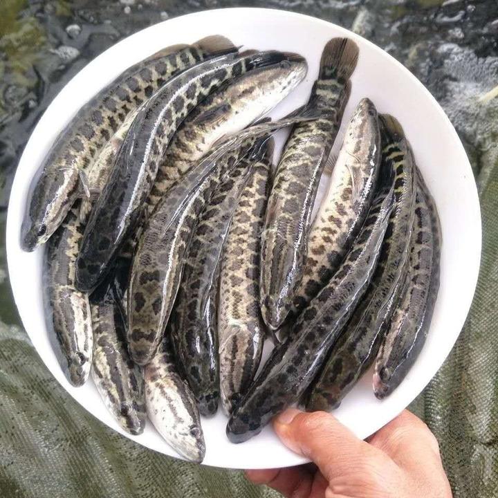 黑鱼 杂交黑鱼生鱼财鱼12 cm 15 cm