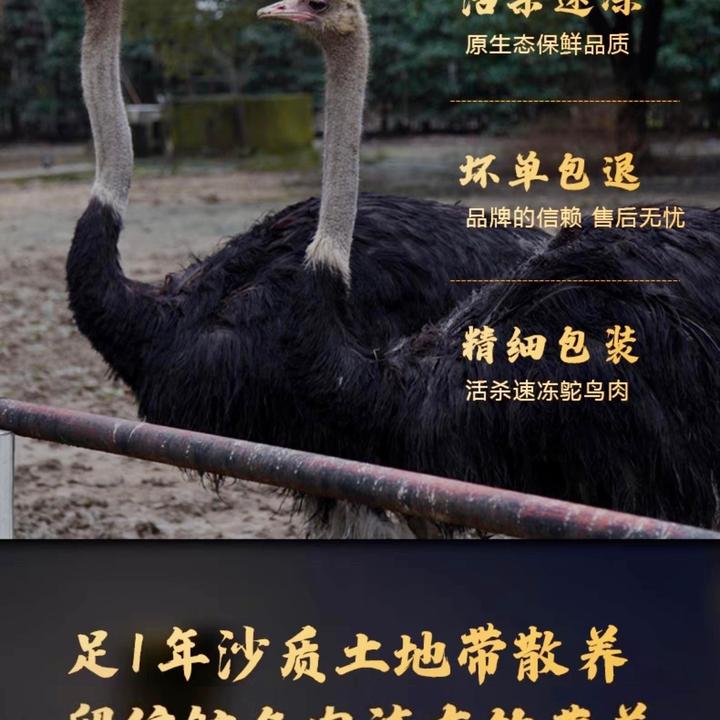 （驼鸟肉碎肉）营养丰富低脂肪 高蛋白真空包装味鲜美味