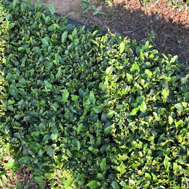 日照绿茶2025新茶叶春茶明前特级板栗香豆香浓香型手工山东散装