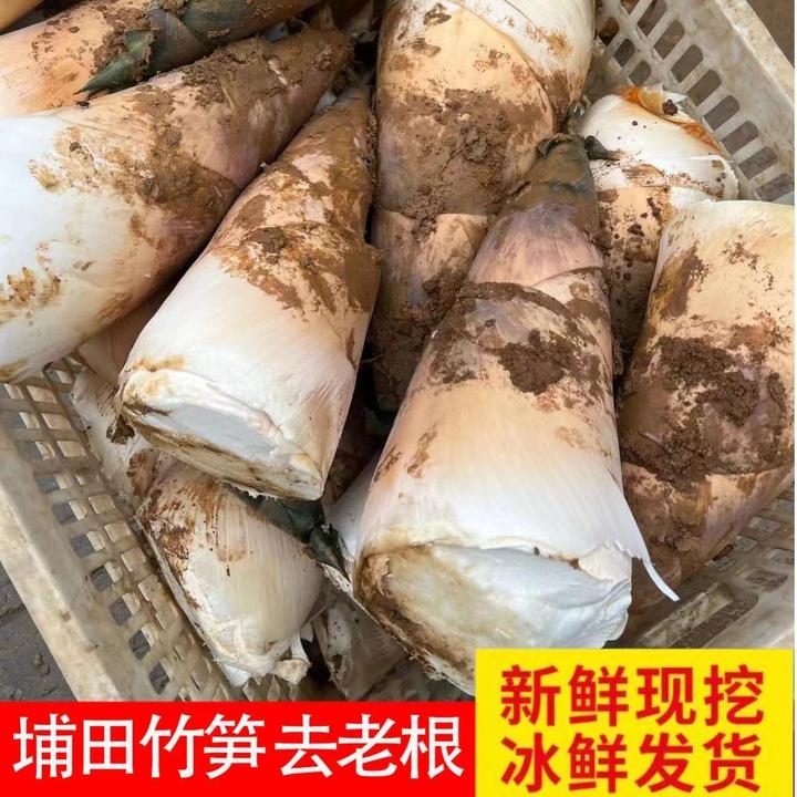 揭阳埔田麻竹笋新鲜现挖带壳农家野生原味大头笋当季鲜嫩甜笋商用