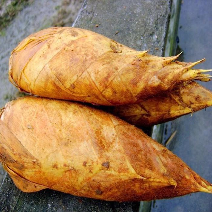 黄泥土冬笋野生蔬菜现挖现发新鲜小冬笋3-5斤装江西毛竹笋子嫩