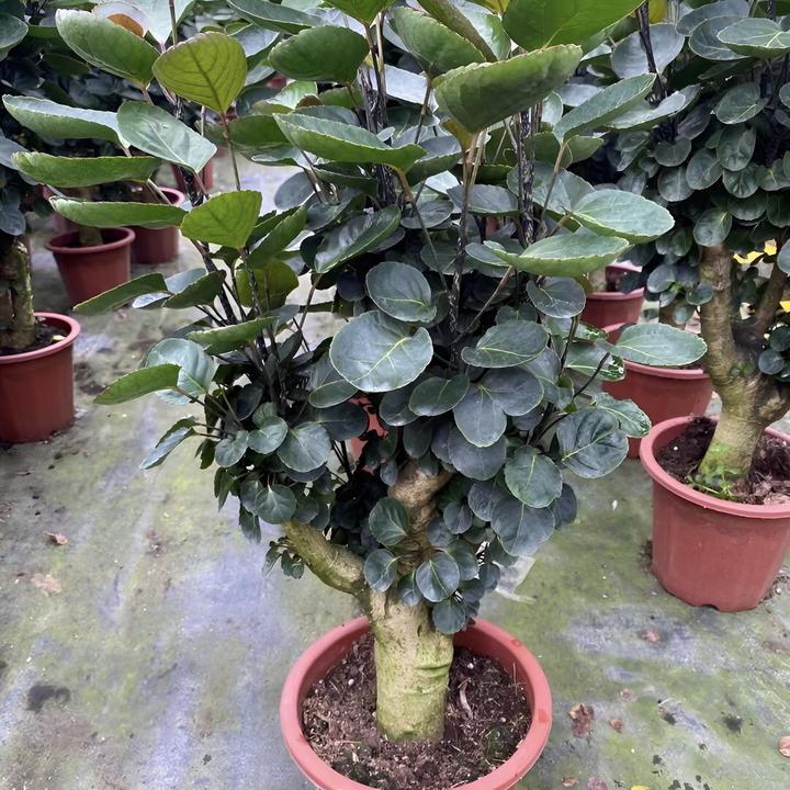 客厅金钱兜名贵绿植盆景植物办公室室内外四季常青福禄桐花卉盆栽