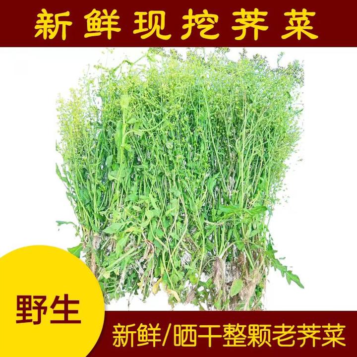 福建闽清正宗 新鲜荠菜 荠荠菜 老荠菜 现采500g