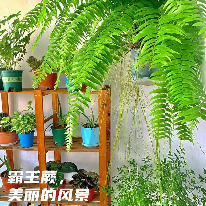 霸王蕨盆栽长叶垂吊波士顿肾蕨客厅土壤净化空气雨林观叶绿植蕨类