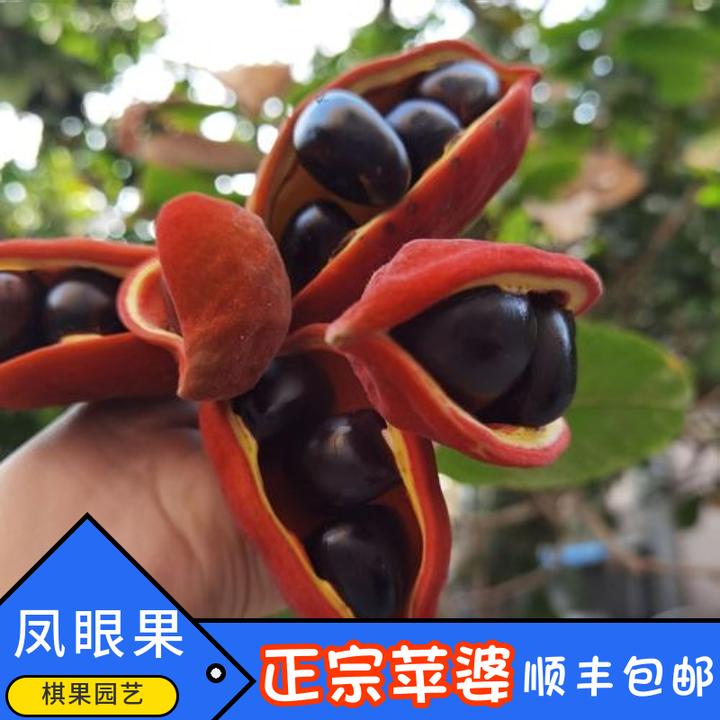 苹婆果苗凤眼树苗富贵子树高压苗结果苗南方庭院阳台盆栽种植