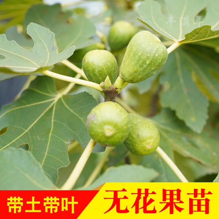 无花果树苗青皮波姬红当年结果可盆栽地栽水果苗南方种北方种
