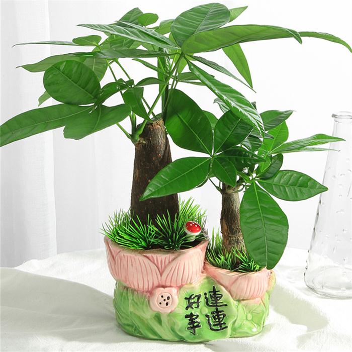 发财树盆栽植物小盆景好养易活绿植客厅办公室内桌面水培花卉组合
