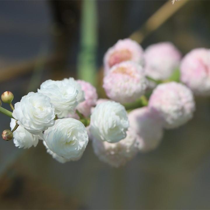 进口对版重瓣茨菇 园艺观赏慈姑 水茉莉茨菰种球水草鱼缸净化造景