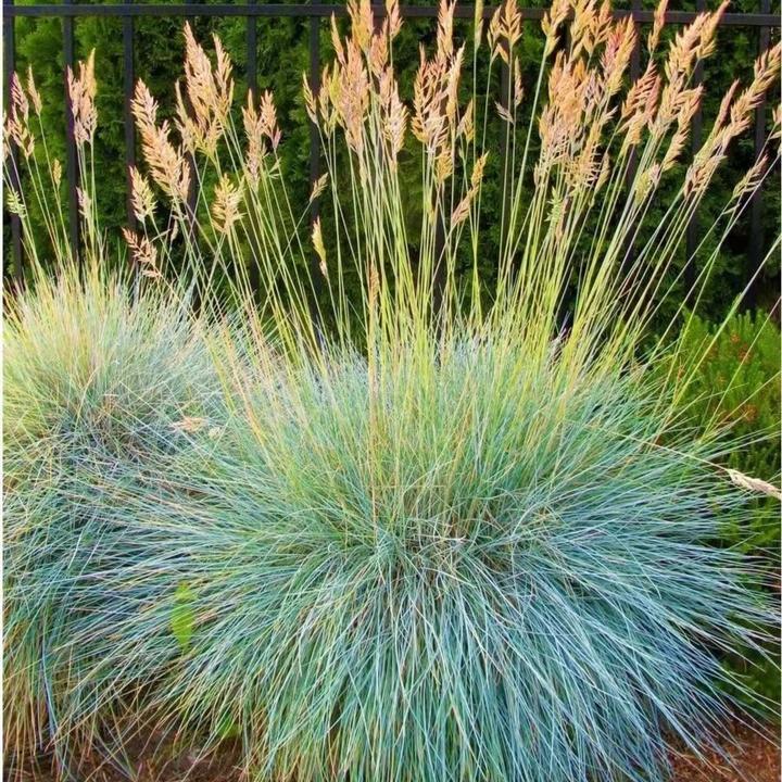 鲁馨四季常绿蓝羊茅墨西哥羽毛草花镜植物搭配观赏草庭院耐热耐寒