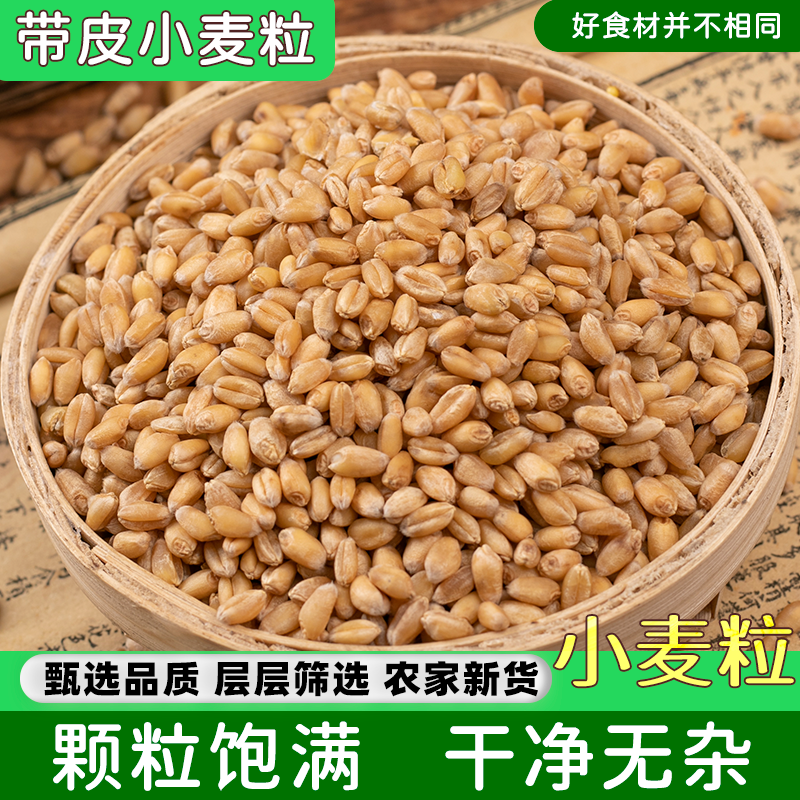 精选小麦粒正宗小麦干货农家小麦小麦粒晒干500-1000克包邮非葛根