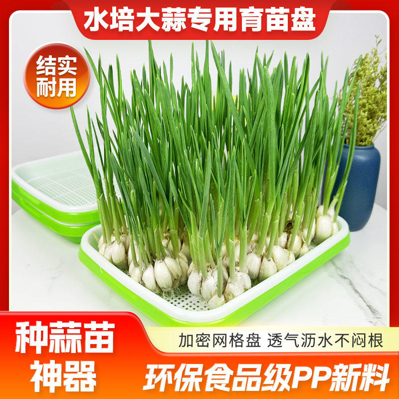 蒜苗种植盆蒜黄专用育苗托盘芽苗菜豌豆苗发豆芽种蒜神器水培器皿