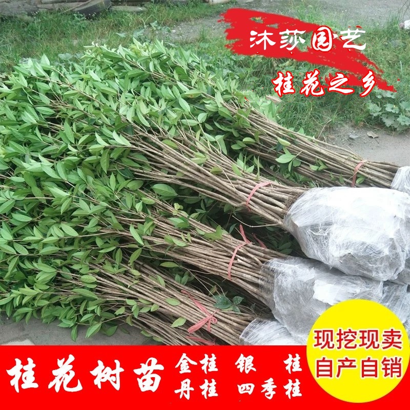 扦插桂花树苗金桂丹桂四季桂八月桂工程庭院绿化小苗植物绿植花卉