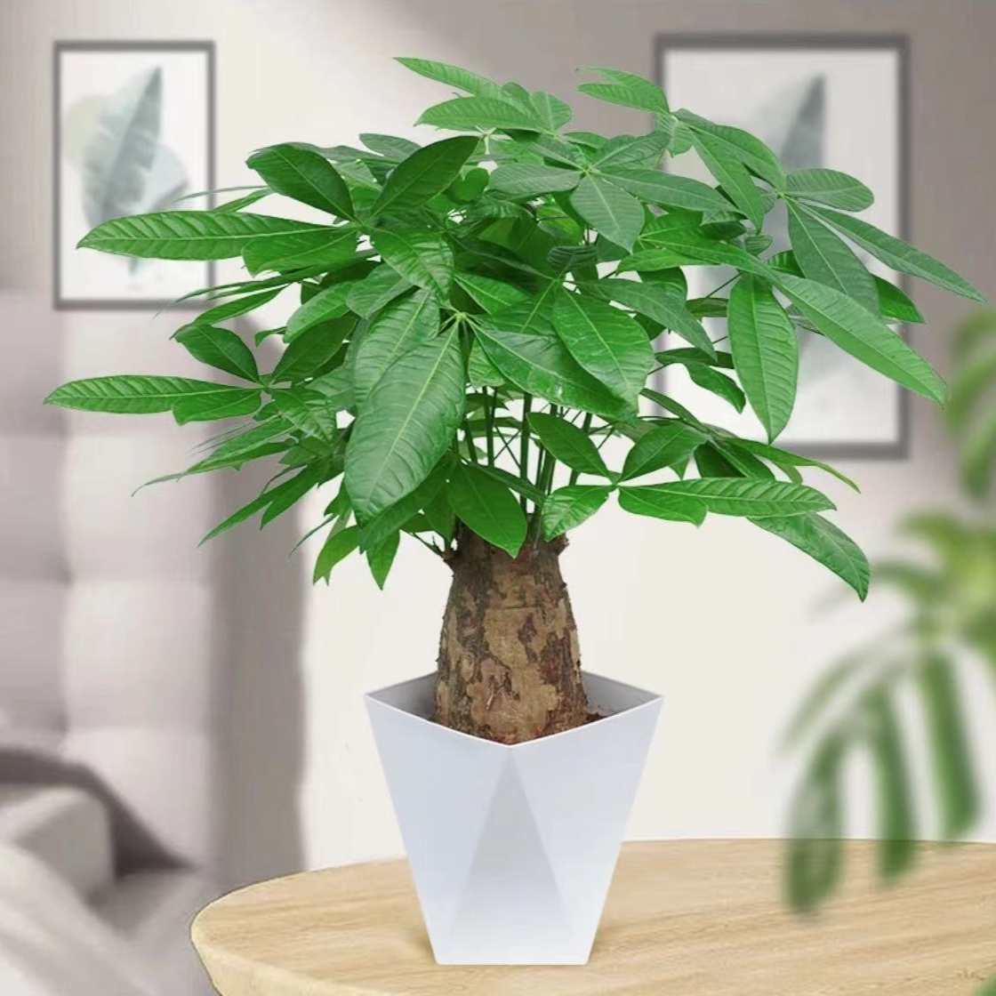 单杆发财树（40~50）粗桩室内花卉盆栽客厅招财盆景办公室大棵好养