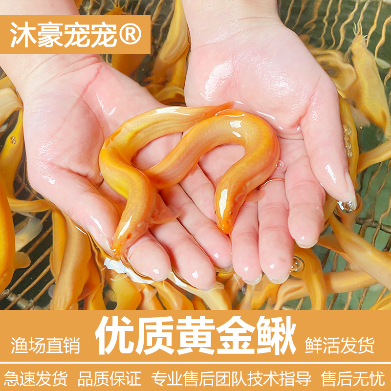 沐豪宠宠【掌柜推荐】黄金泥鳅金龙鳅清洁工鱼观赏鱼好养耐活宠物鱼