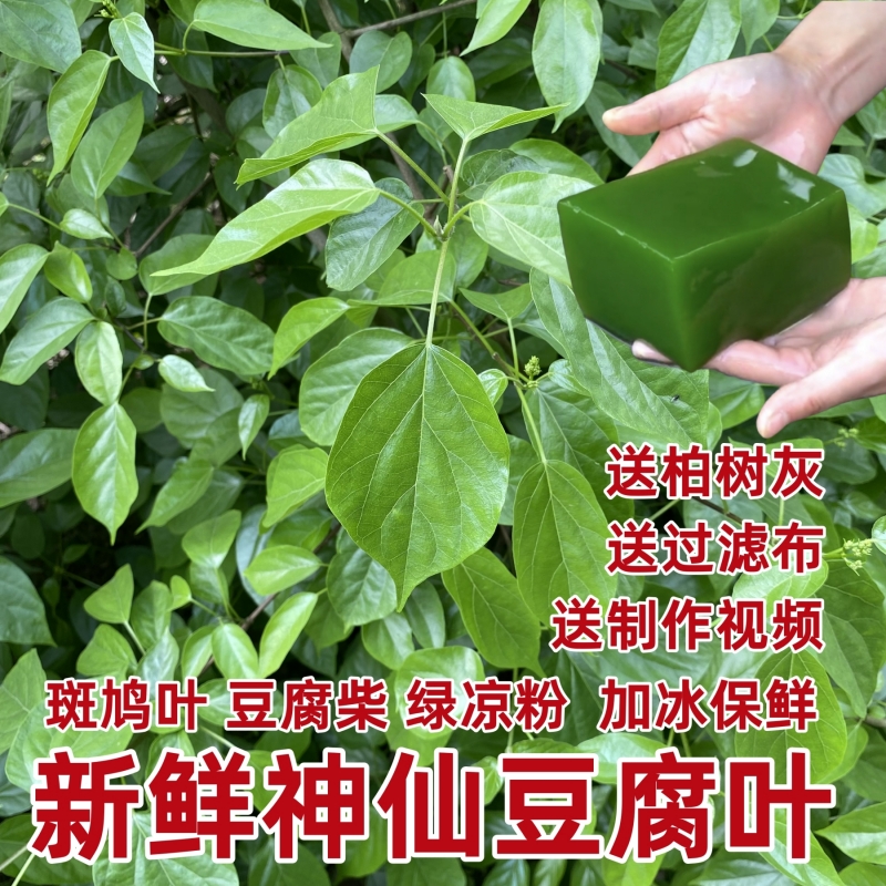 重庆新鲜神仙豆腐叶现摘新鲜观音叶臭黄荆斑鸠叶豆腐柴双翅六道木