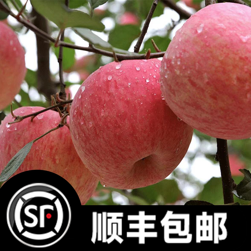 【顺丰包邮】【坏果包赔】陕西延安洛川红富士苹果4.5/8.5斤脆甜苹果