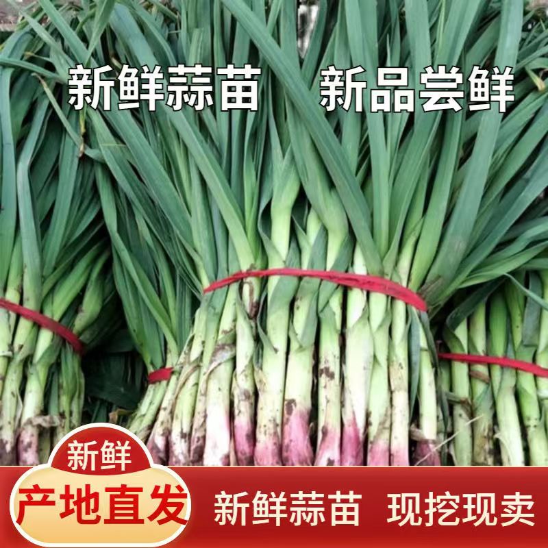 蒜苗香蒜苗新鲜蔬菜农家自种新鲜大蒜现挖带泥紫皮大蒜苗蔬菜批发