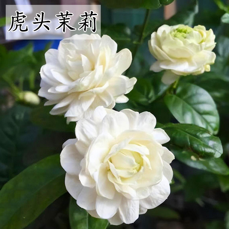 花期4-10月 虎头茉莉 重瓣大花茉莉浓香型 正宗虎头茉莉花