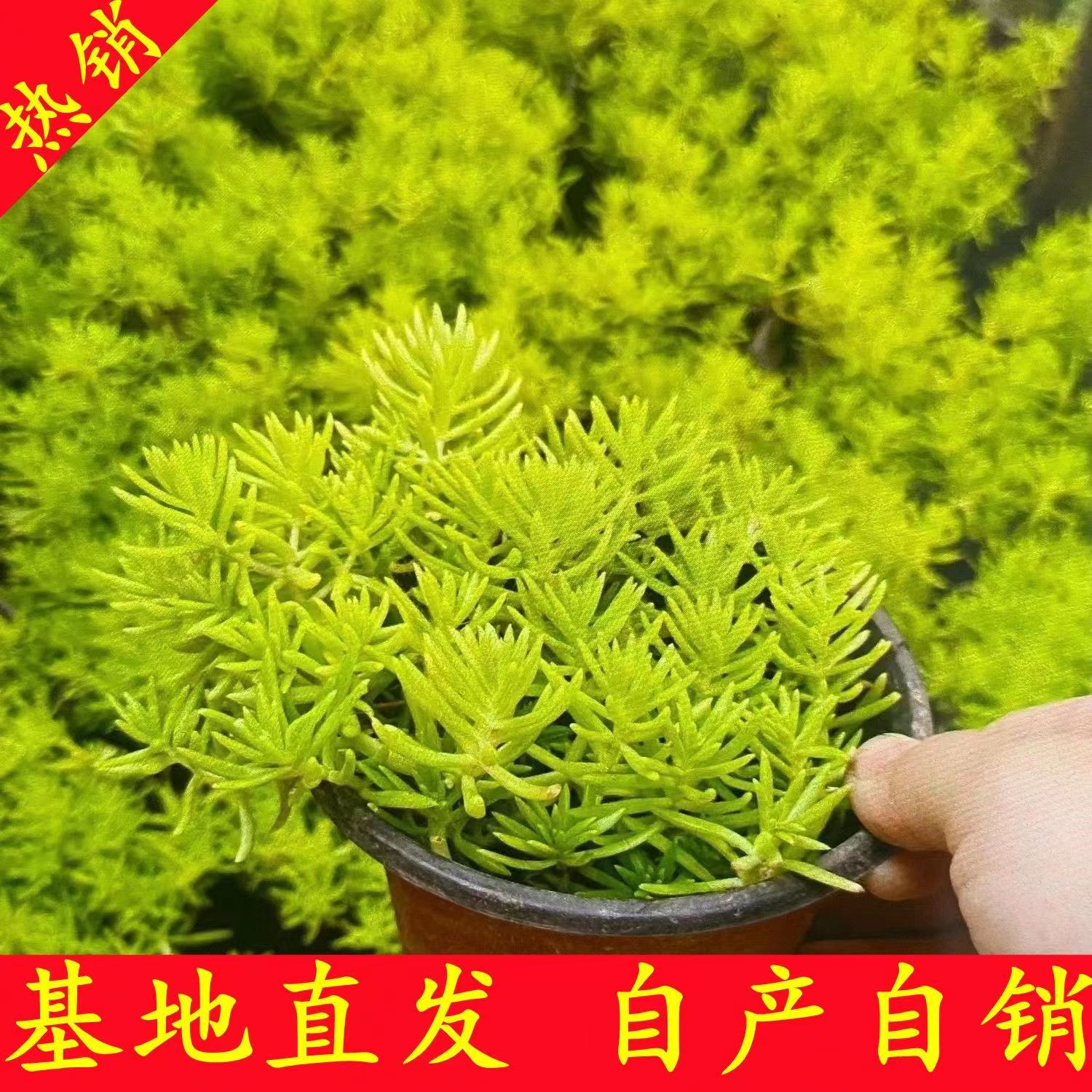 黃金佛甲草庭院绿化盆栽景观观赏绿化耐旱栽培简单花苗