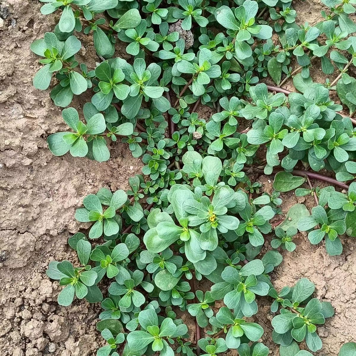 马齿苋种子新产野菜种子食用马齿菜籽长寿菜马齿笕籽庭院阳台种植