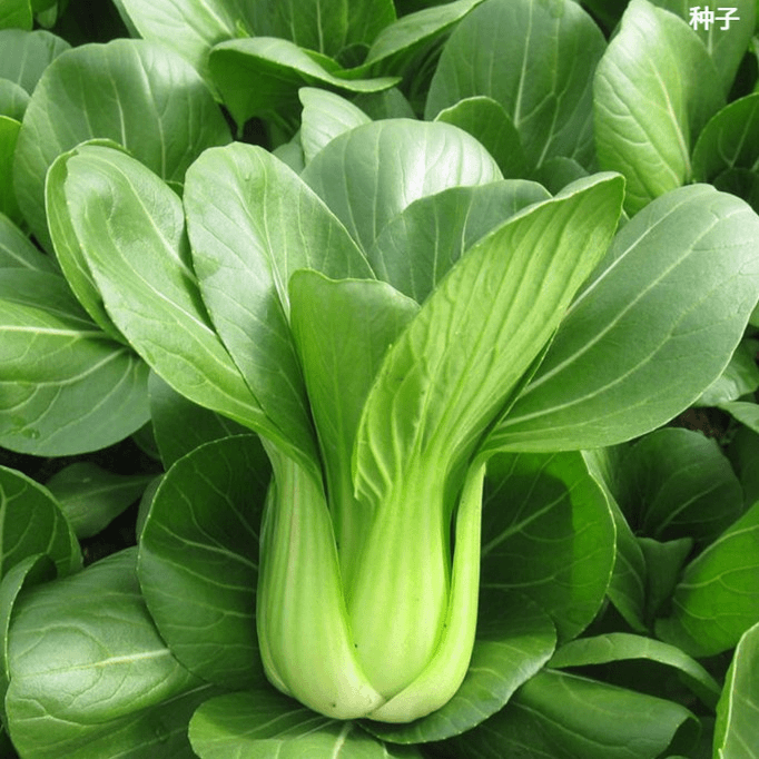 上海青种子青菜菜籽种籽易种盆栽春夏秋冬季简单小白菜四季种孑