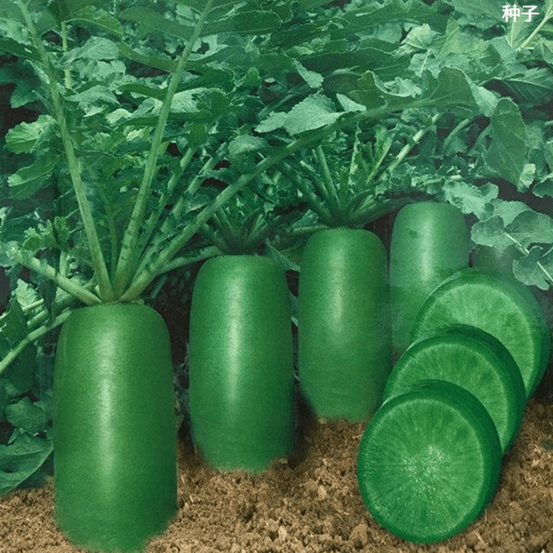 冰糖水果萝卜种子生吃脆甜农家蔬菜种孑四季播种阳盆栽绿萝卜种籽