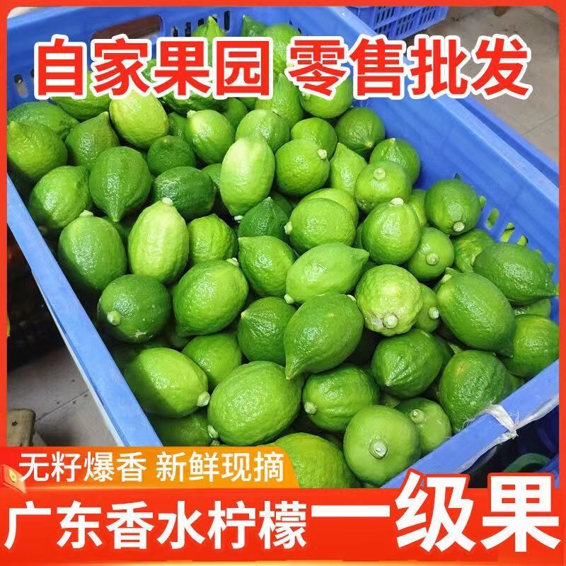 广东香水柠檬1-9斤奶茶店专用爆香型果园直销新鲜现摘冷饮水果