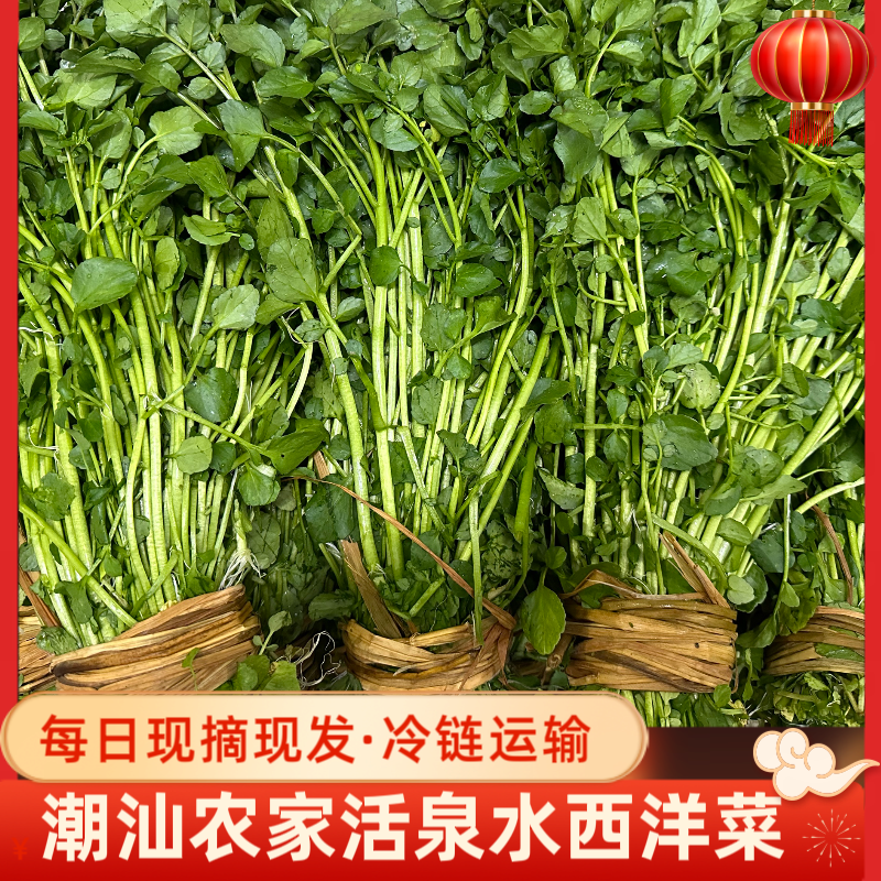 广东潮汕农家西洋菜新鲜豆瓣菜水菠菜露天泉水种植现摘生态种植