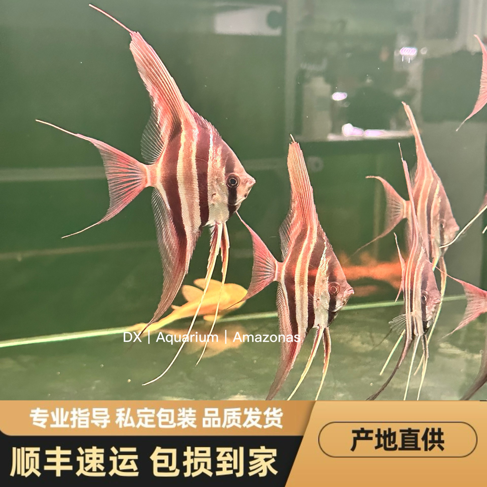 圣菲利佩埃及神仙鱼阿塔巴布尼格罗英利达委内瑞拉埃及F1南美精品