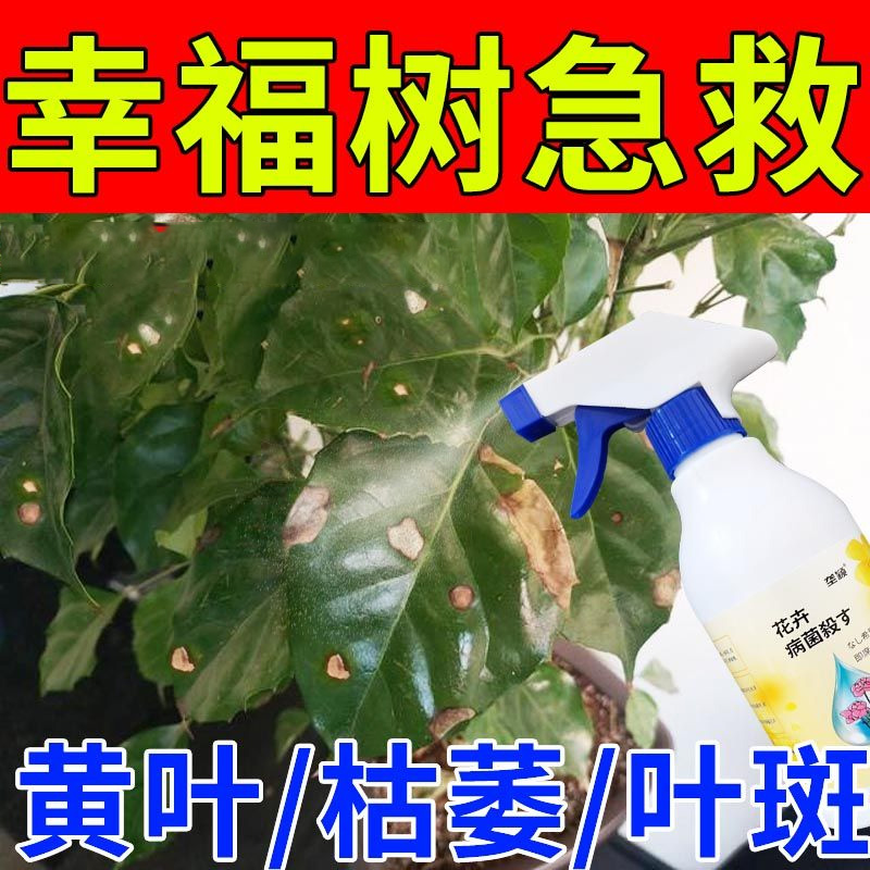 幸福树叶子枯黄掉叶专用肥料病害急救肥干叶焦尖黑斑抑菌剂营养液