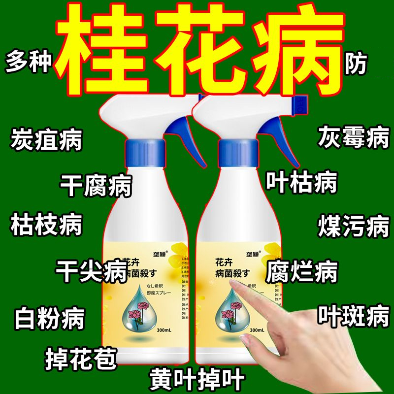 桂花树枯叶病专用肥焦尖落黄叶叶枯叶子枯萎掉落黑斑病专用除菌剂