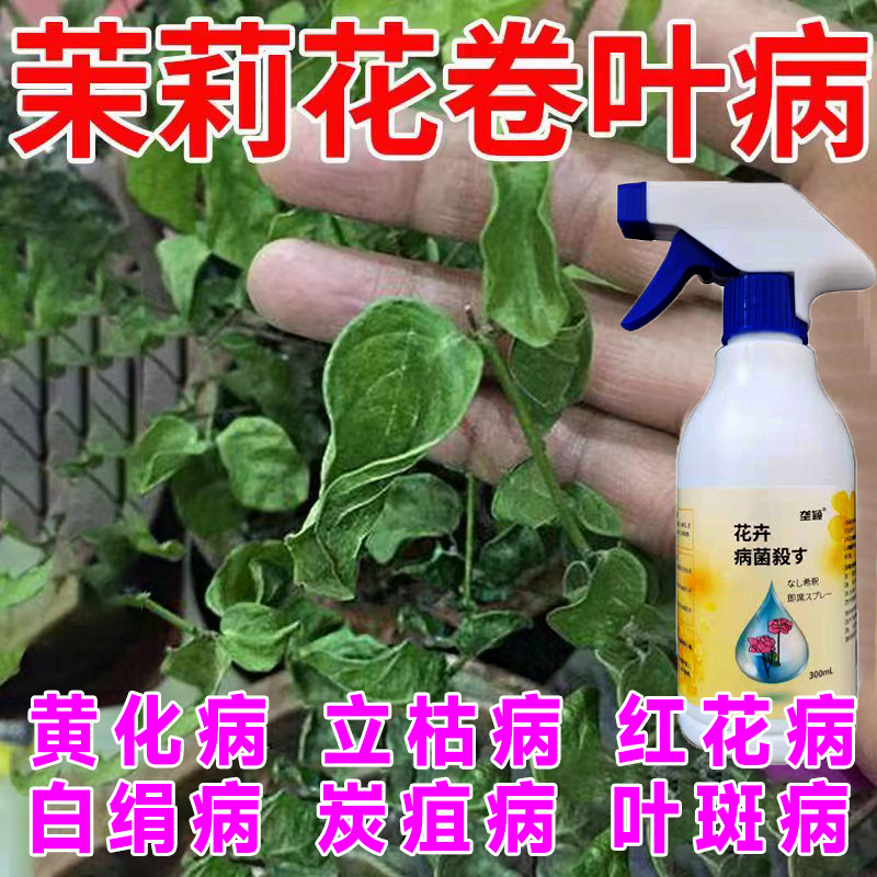 茉莉花黄叶卷叶小叶肥料专用肥黄化红花白粉炭疽白绢叶枯病除菌剂