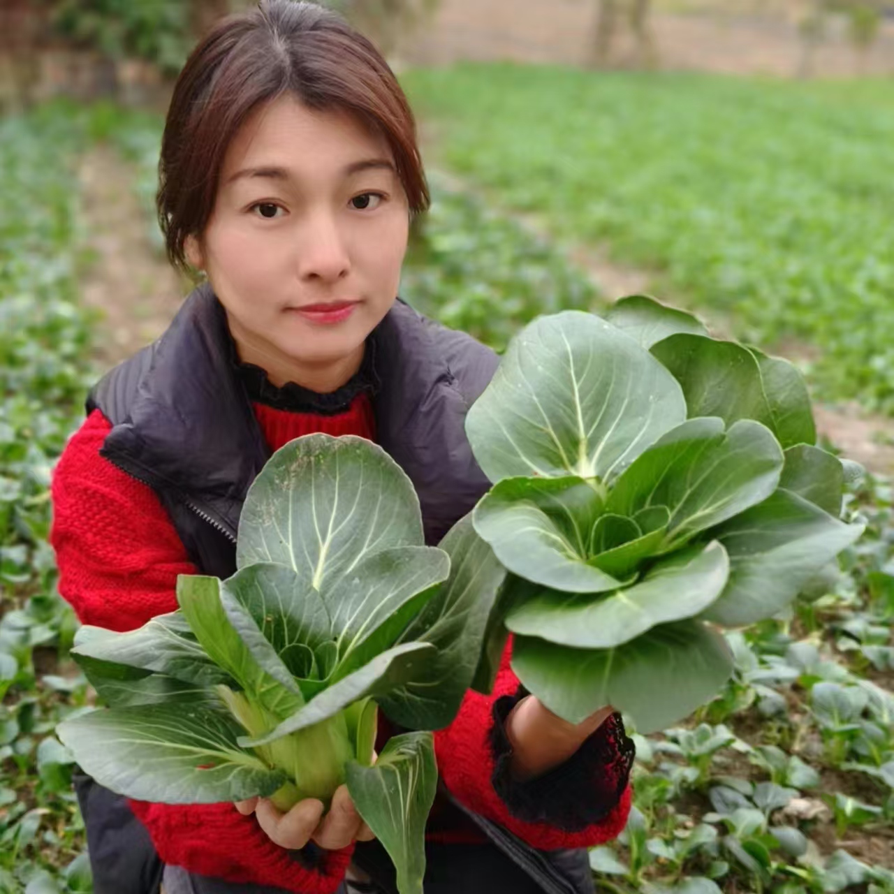 【自家种】苏北霜冻青菜新鲜露天大黑叶霜打鲜嫩苏州青农家应季蔬菜