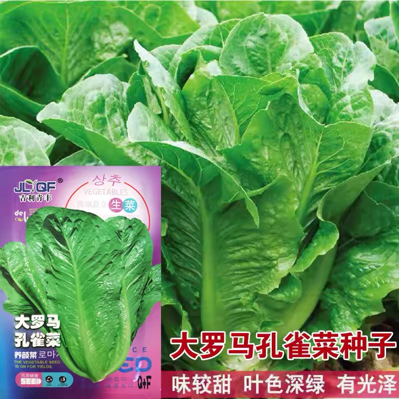 (拍2发3)孔雀菜种子四季种植沙拉生菜种籽耐寒阳台盆栽蔬菜种孑