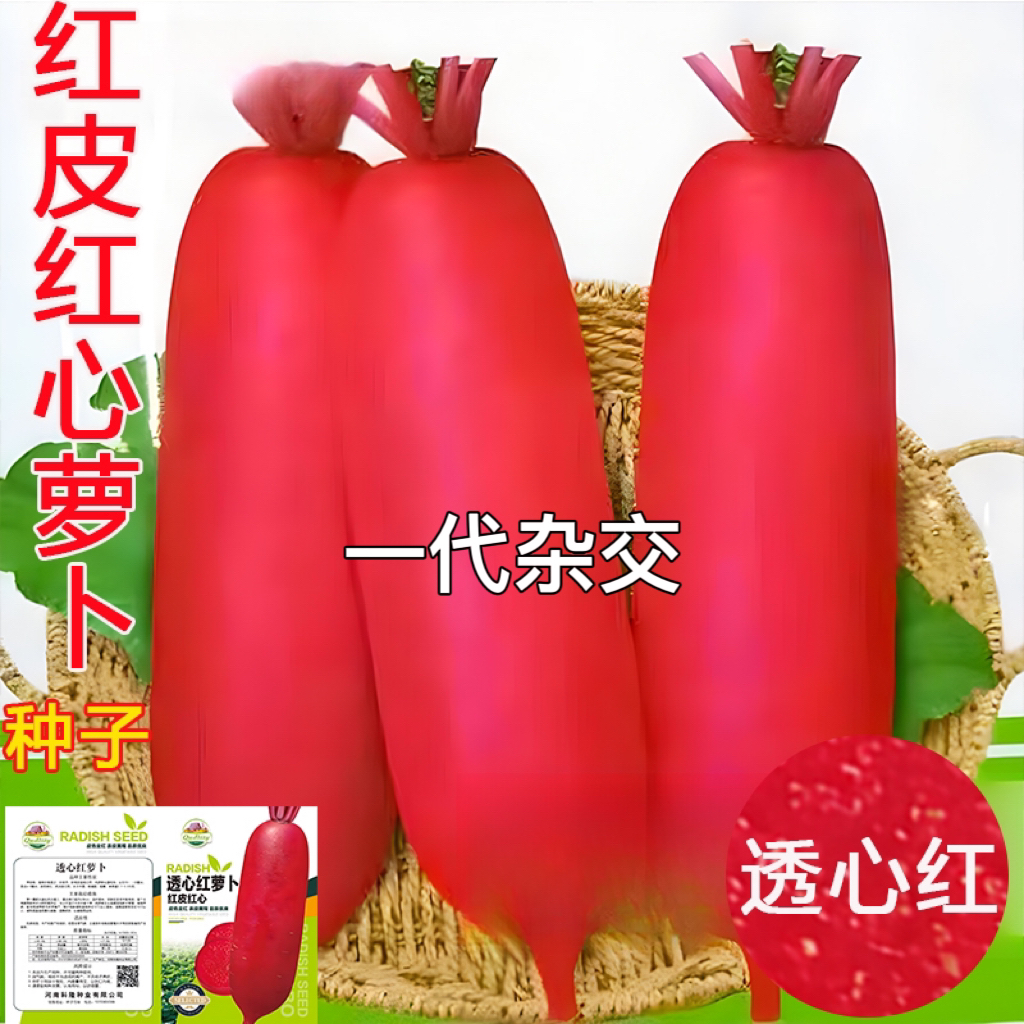 红萝卜种籽红皮肉红心萝卜种子甜脆透心红四川秋季农家田园蔬菜孑