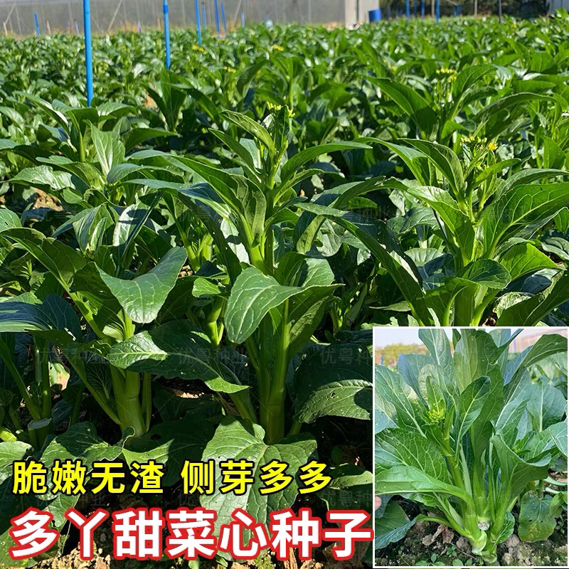 多子多福甜菜心种子多心白菜苔种籽连州青菜籽农家高产蔬菜种孑籽