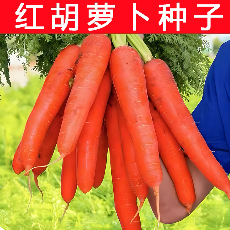 高产红胡萝卜种子农家甜脆水果萝卜种籽春夏秋季庭院种植蔬菜种孑